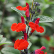 Salvia Royal Bumble